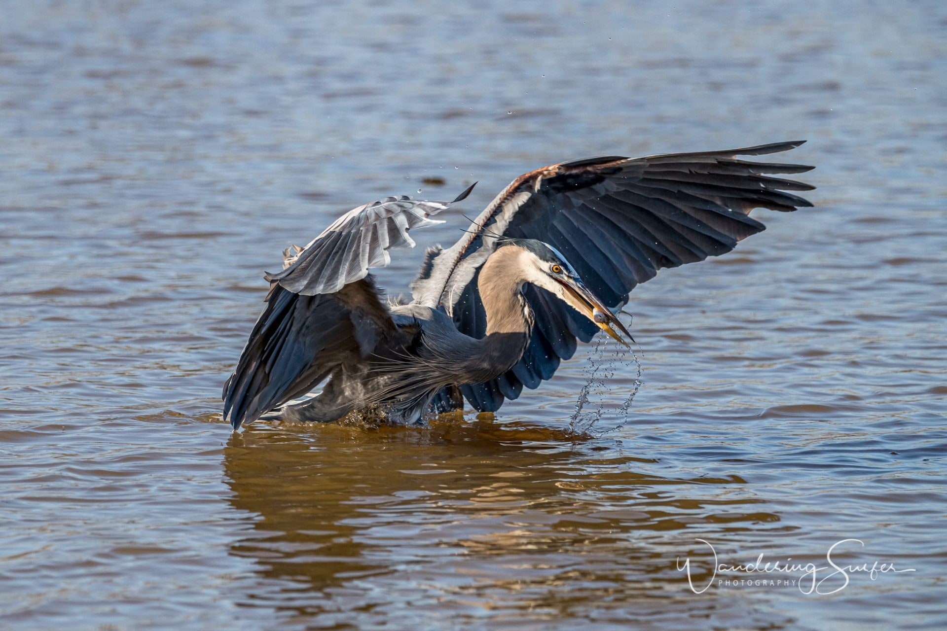 Wildlife Photography gallery